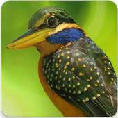 Rufous Collared Kingfisher Sound : Kingfisher Bird 1.0