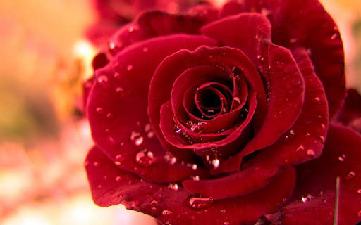 Stylish Flower Images screenshot 2