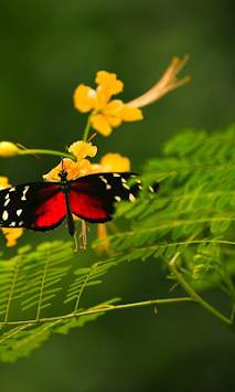 Butterfly Wallpapers screenshot 3