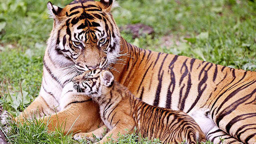 Tigers Live Wallpaper screenshot 1