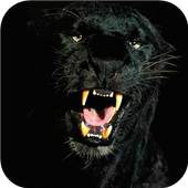 Black Panther Animal wallpaper 1.0