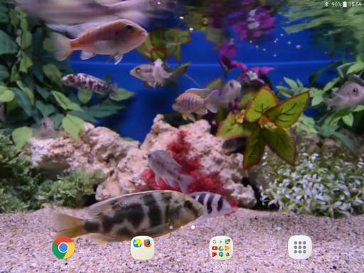 Aquarium Video Wallpaper screenshot 11