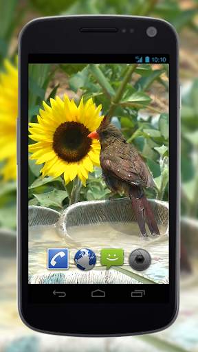 4K Birds Bath Live Wallpapers screenshot 4