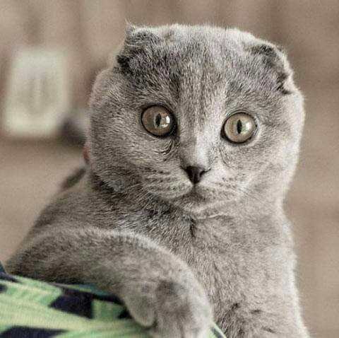 Hot Funny Cute Cats Wallpapers screenshot 7