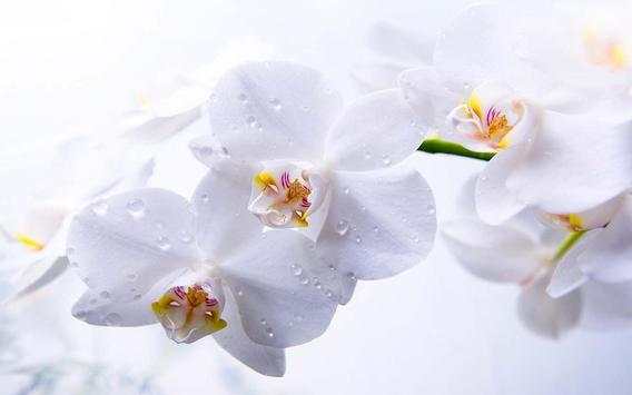Orchide Glamour live wallpaper screenshot 7