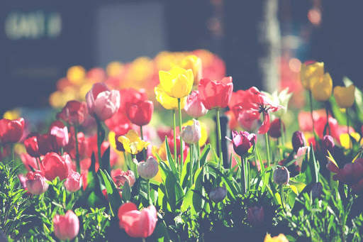 Tulips Wallpapers HD & 4k Backgrounds screenshot 10