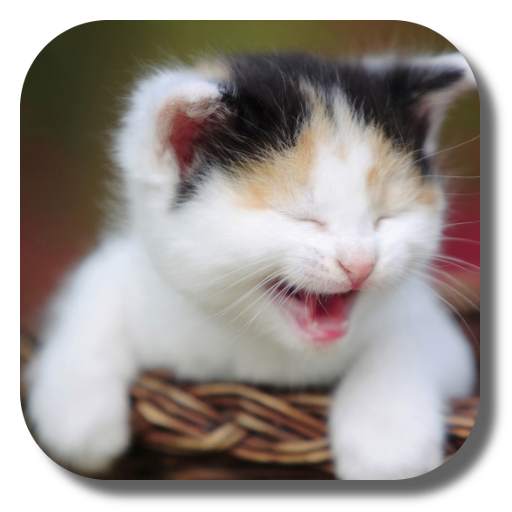 Funny Cat Live Wallpaper 2.3.0