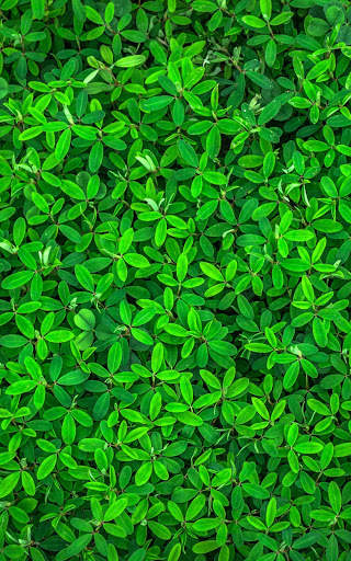 Green Wallpapers | hd backgrounds screenshot 2