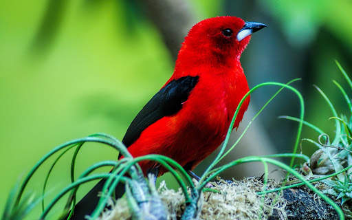 Birds Wallpapers HD 2020-2021 स्क्रीनशॉट 5