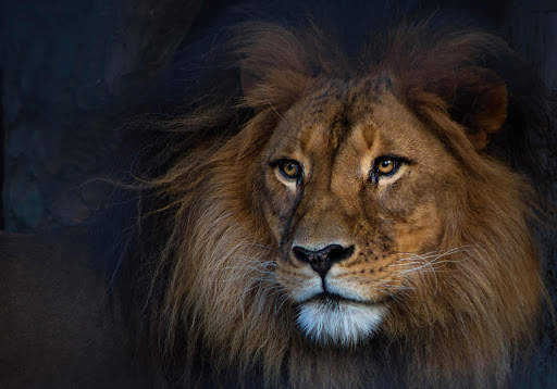 Lion Wallpapers | hd backgrounds screenshot 9