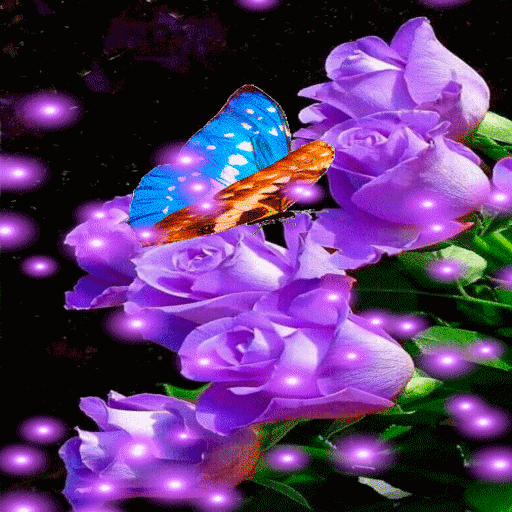 Purple Roses Butterfly LWP icon