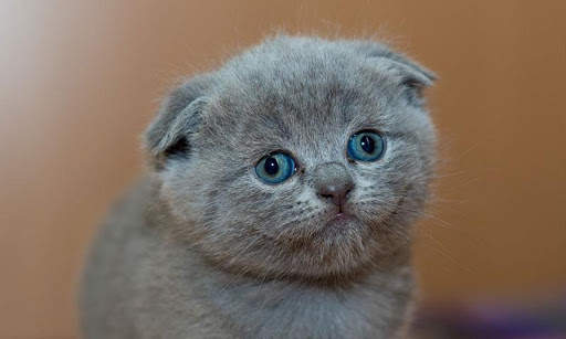 Sassy Cat Live Wallpaper screenshot 14