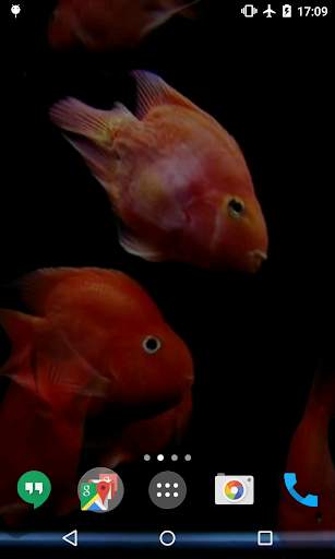 3D Fishes Video Live Wallpaper screenshot 3