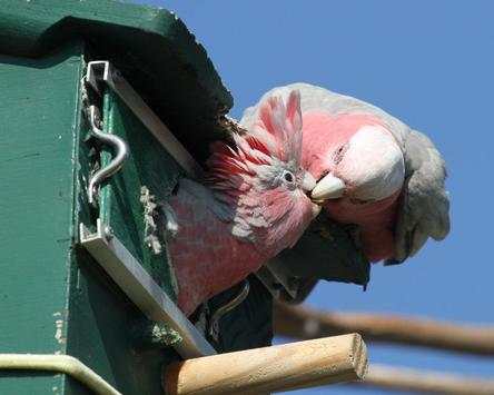 All Birds स्क्रीनशॉट 6