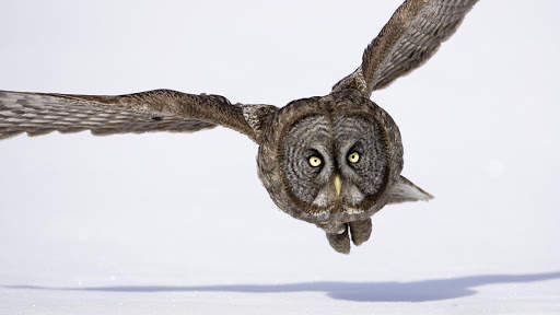 Owl. Birds Wallpapers स्क्रीनशॉट 5