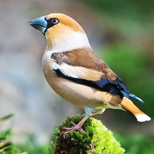 Beauty Birds Wallpaper आइकन