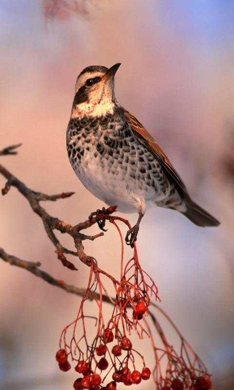 Birds Live Wallpapers screenshot 5