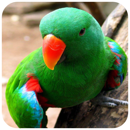 Parrot Wallpaper HD icon