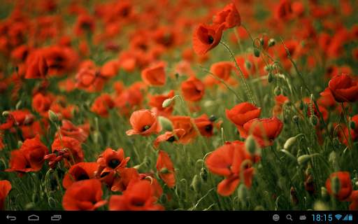 Poppies live wallpaper screenshot 7