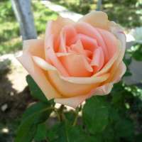 Indovina il Fiore: Puzzle Mattonelle