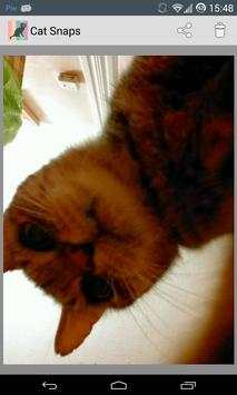 Cat Snaps screenshot 9