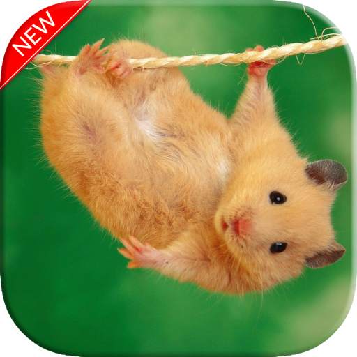 Cute Hamster Wallpaper 1.02