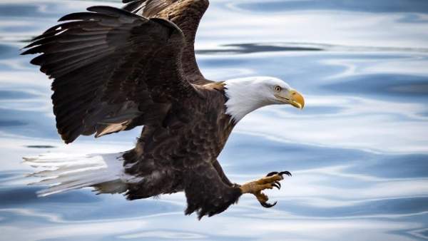 Eagle. Birds Live Wallpapers screenshot 10