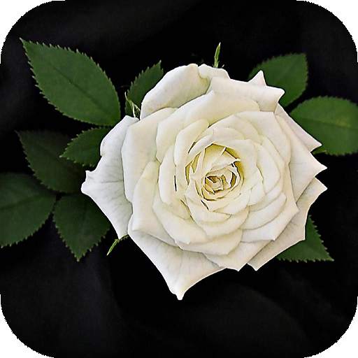 White Rose Live Wallpaper 16.0