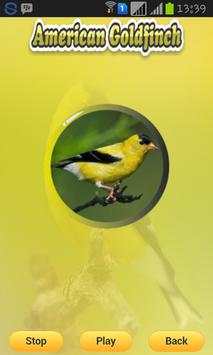 American Goldfinch screenshot 3