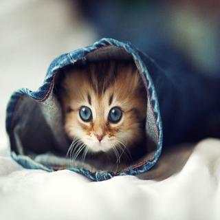 Cute and Funny Animals screenshot 10