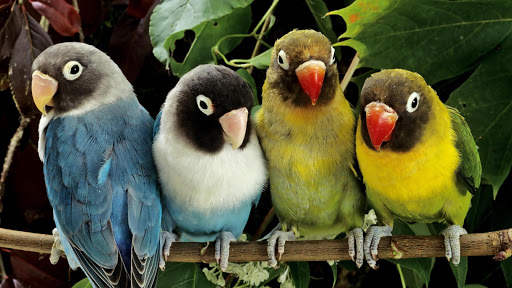 Parrots Live Wallpaper : 7fon & LWP screenshot 6
