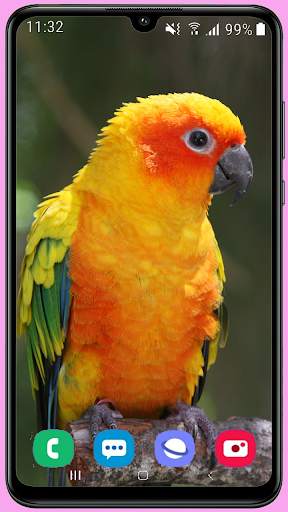 Parrots Wallpaper Best HD screenshot 7