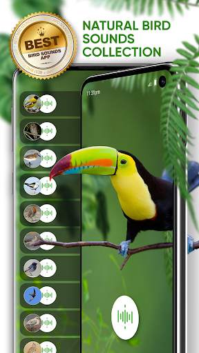 Bird Sounds: Free Bird Ringtones, Calls, Songs Mp3 screenshot 1