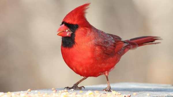 Fly Birds Wallpaper स्क्रीनशॉट 2