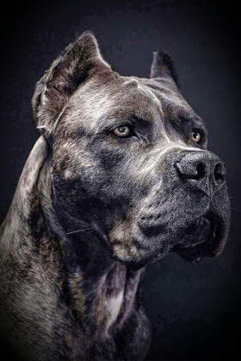 Pitbull Wallpapers HD🐶🐶 4 تصوير الشاشة