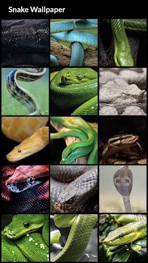 Snake Wallpapers screenshot 2