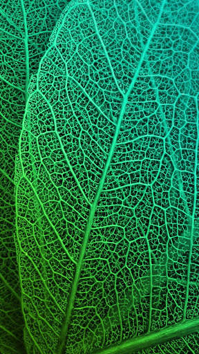 Leaf Full HD Wallpaper screenshot 11