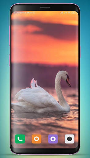 Swan Wallpaper screenshot 16