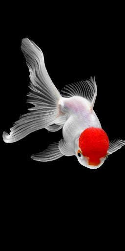 Fish Video Live Wallpaper screenshot 7