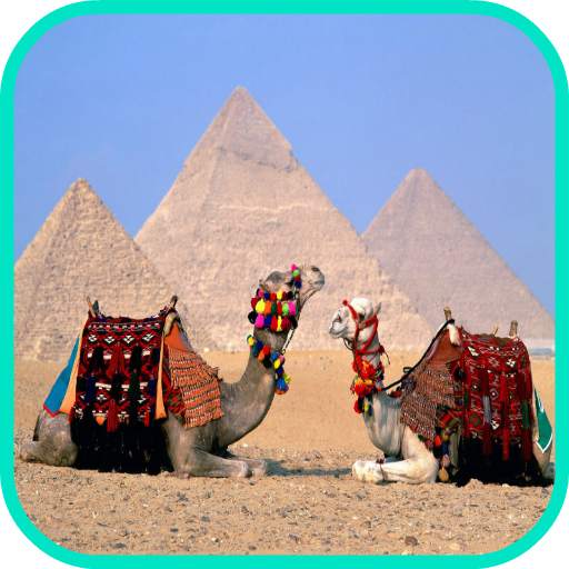 Camel Wallpaper 1.0