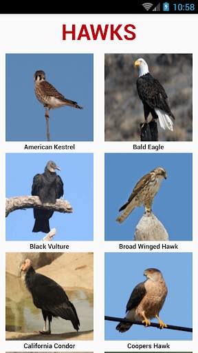 South American Birds स्क्रीनशॉट 5
