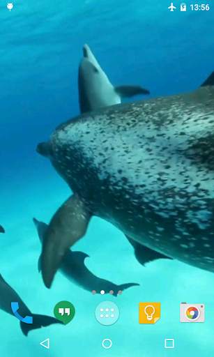 Dolphins HD Live Wallpaper screenshot 1