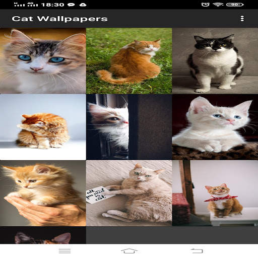 cat wallpapers 4k HD wallpapers for cat lovers screenshot 1