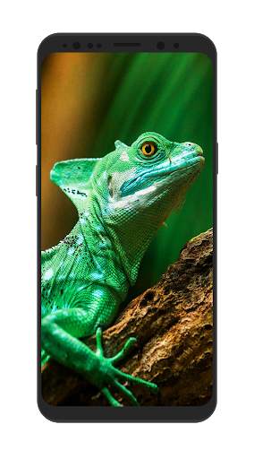 Wild Animal Wallpapers HD screenshot 6