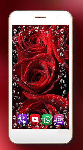 Red Roses Dew Live Wallpaper screenshot 3