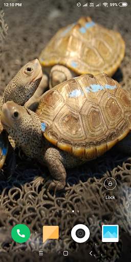 Turtle HD Wallpaper screenshot 8