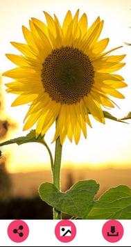 Flower Wallpapers 2 تصوير الشاشة