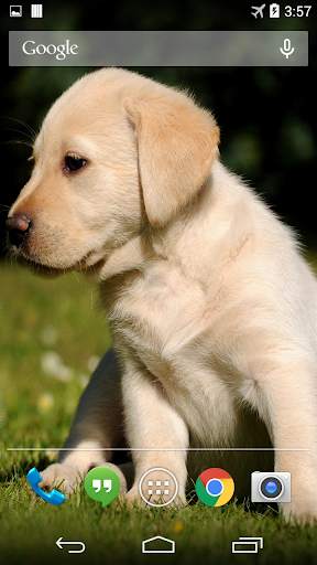 Labrador Live Wallpaper FREE screenshot 1