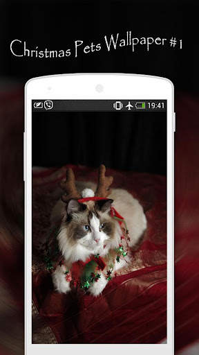 Christmas Pets Wallpapers screenshot 2