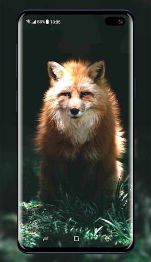 Fox Wallpaper screenshot 8